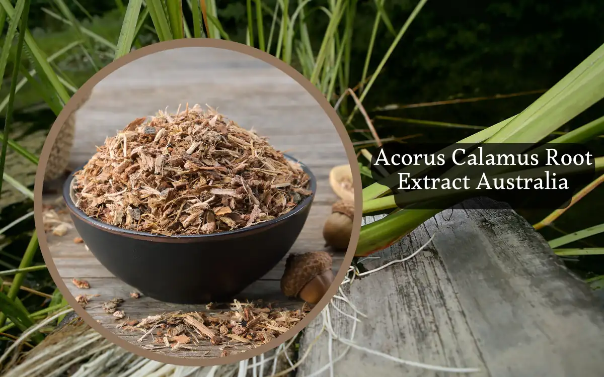 A black bowl filled with shredded Acorus Calamus root is placed on a wooden surface. In the background, long green leaves are visible with text reading Acorus Calamus Root Extract Australia.