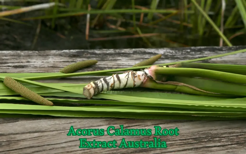 Exploring Acorus Calamus Root Extract Australia