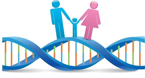 Genetics and Height Connection
