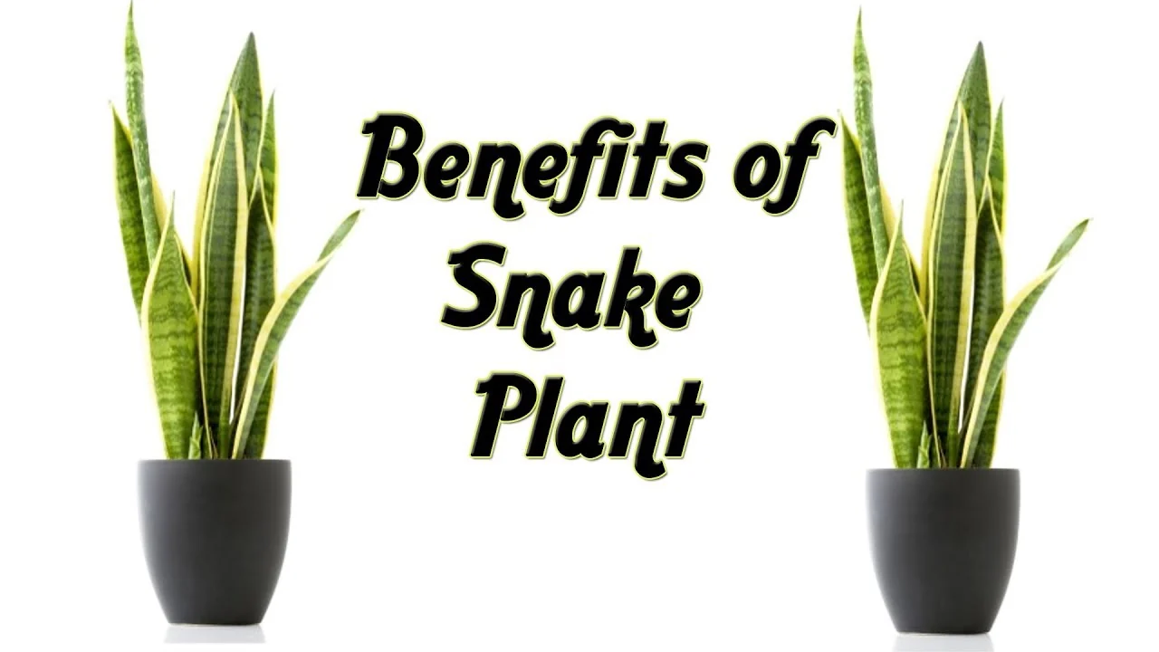 Two potted snake plants positioned on each side with the words Benefits of Snake Plant in large, stylized text in the center on a white background.