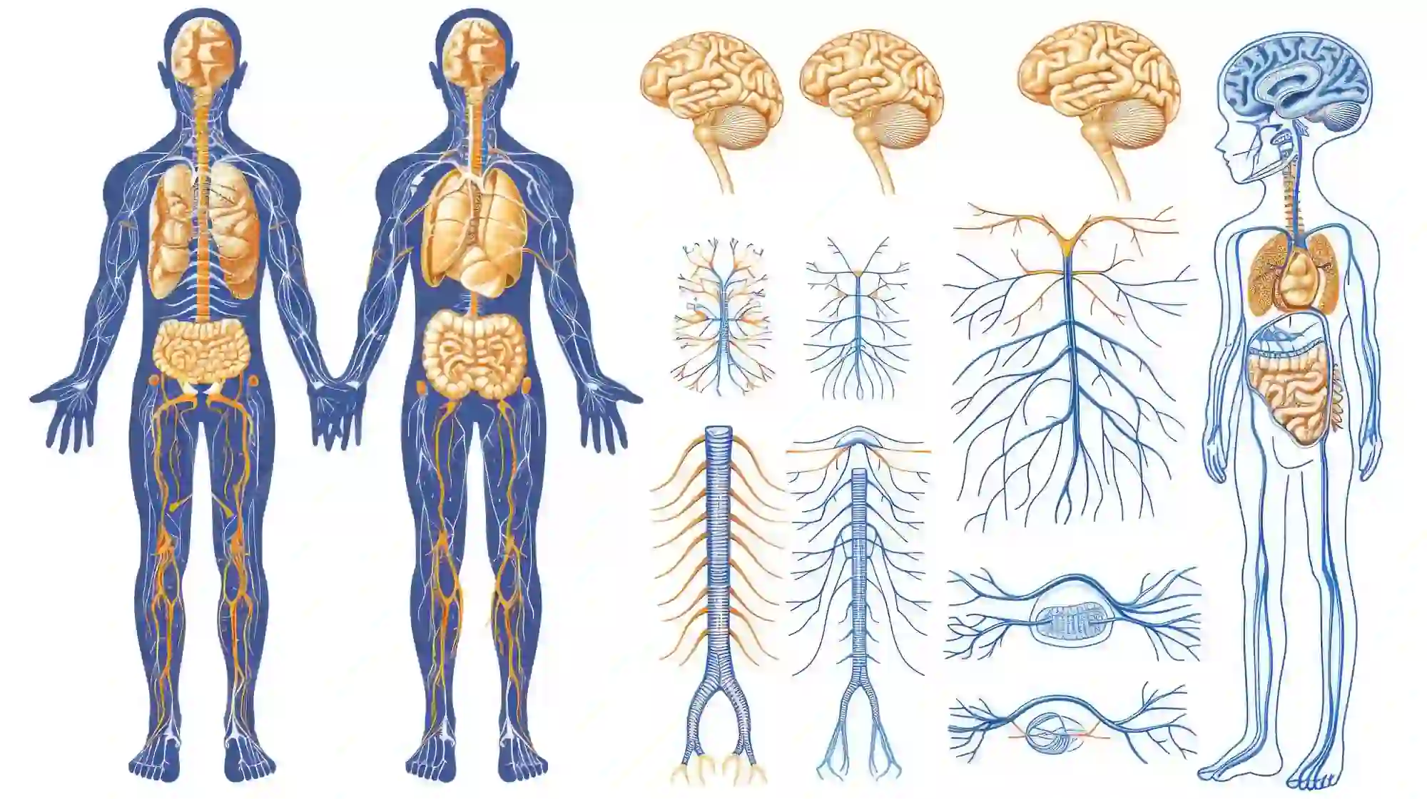 15 Interesting Facts About the Nervous System 2 Illustration of the human nervous system showing male and female figures with highlighted nerves, brains, spinal cords, and detailed diagrams of nerve cells, brain, and nerve pathways.