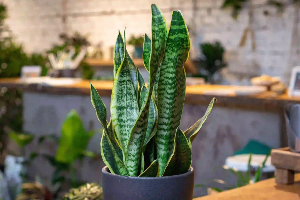 10 benefits of snake plant for Home & Health 7 Acts as a Natural Home Detoxifier