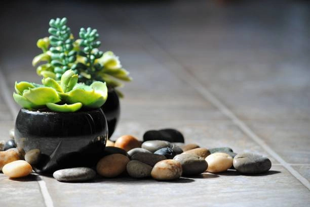 10 benefits of snake plant for Home & Health 6 Adds Natural Decor Positive Energy Feng Shui