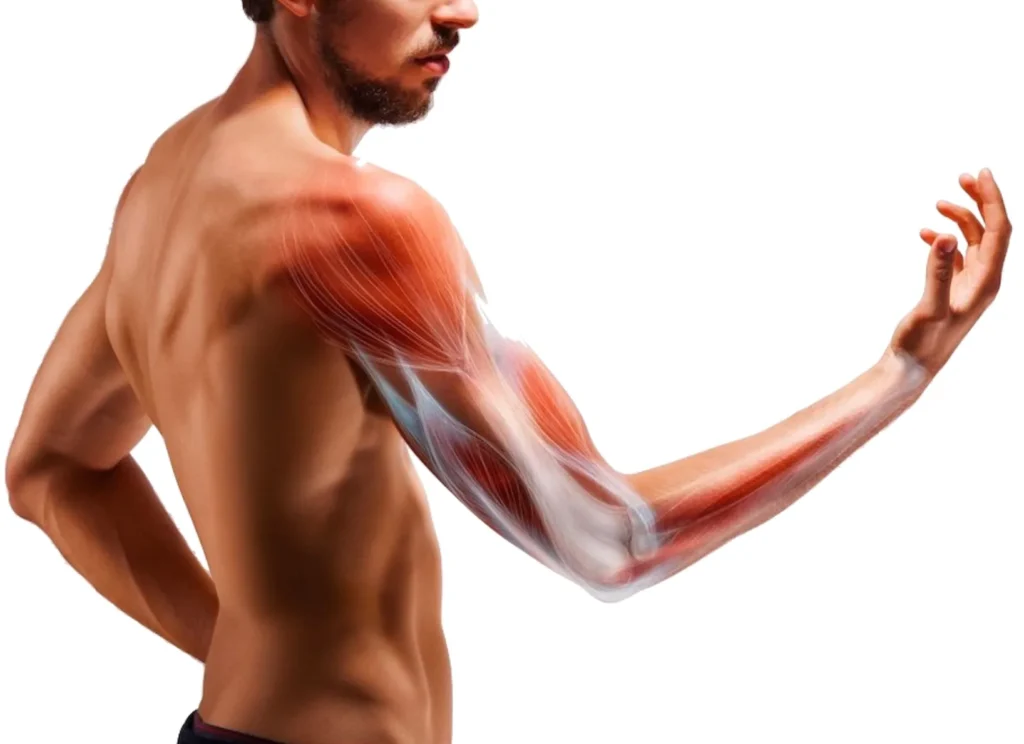 10 Causes of Pain in Upper Right Arm Between Elbow & Shoulder 6 Biceps Tendinitis