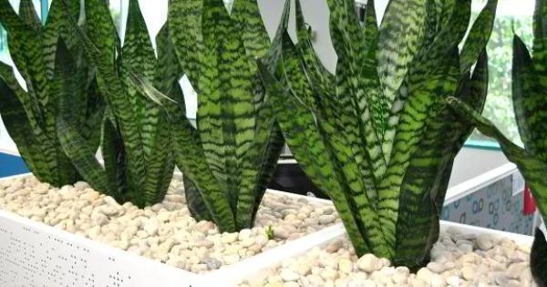 10 benefits of snake plant for Home & Health 5 Boosts Oxygen Levels at Night