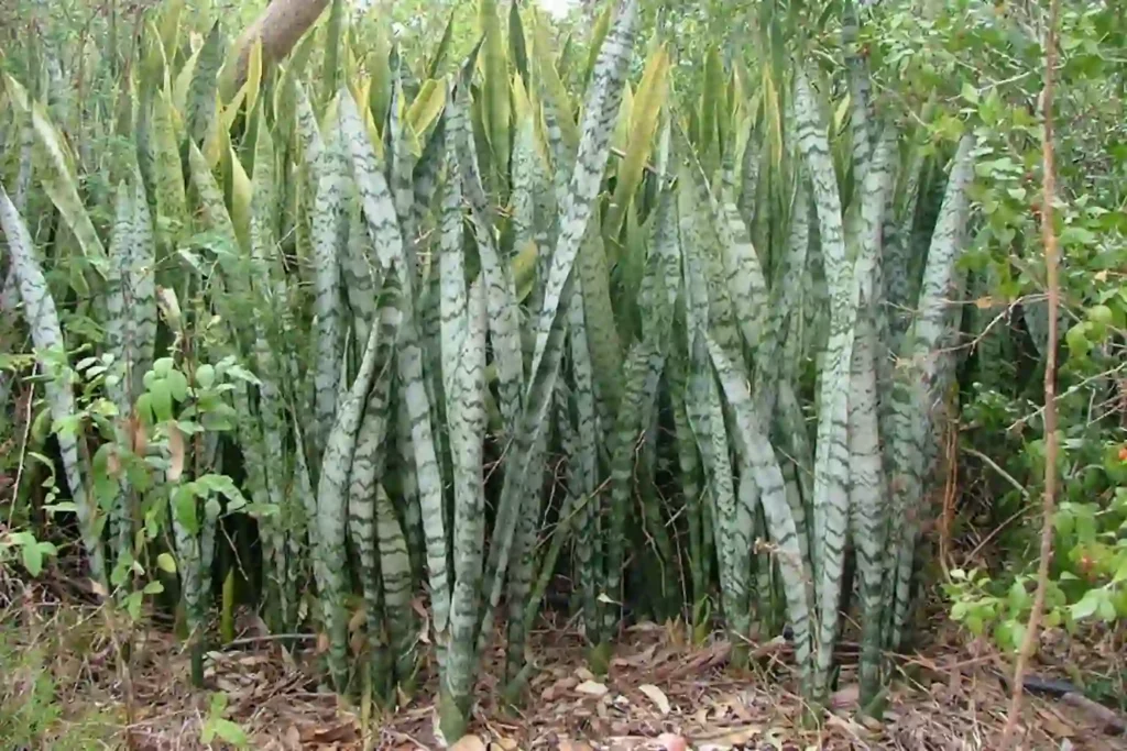 10 benefits of snake plant for Home & Health 8 Cultural Historical Significance of the Snake Plant
