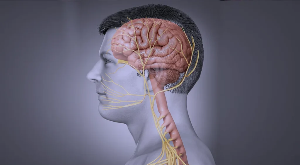 15 Interesting Facts About the Nervous System 7 Hidden Wonders of the Brain and Nerves