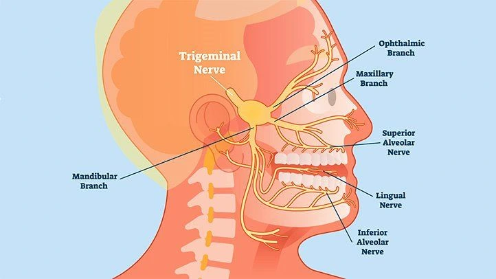 Why Does My Jaw Keep Locking? 12 Causes & Fixes 14 Neurological Conditions Nerve Related Jaw Locking