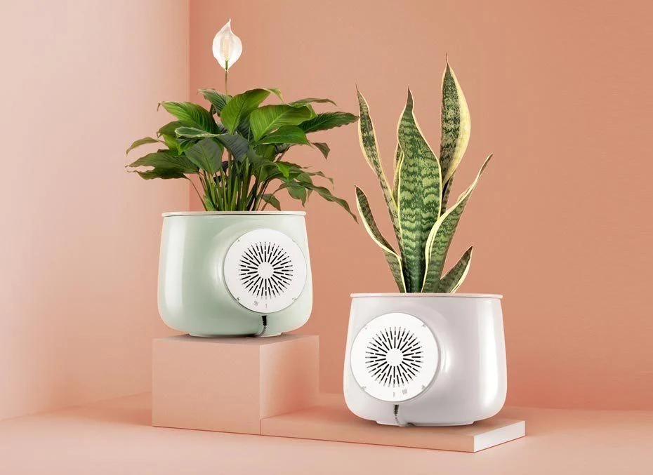 10 benefits of snake plant for Home & Health 4 Purifies Indoor Air Naturally