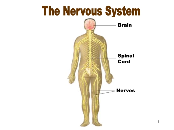 15 Interesting Facts About the Nervous System 3 The Real Mind Body Connection Interesting Facts About the Nervous System