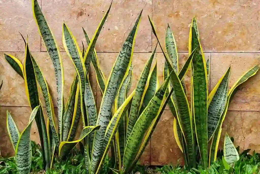 10 benefits of snake plant for Home & Health 3 The Science Behind the Snake Plant
