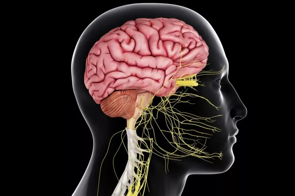 15 Interesting Facts About the Nervous System 6 Your Brain Uses 20 of Your Bodys Energy