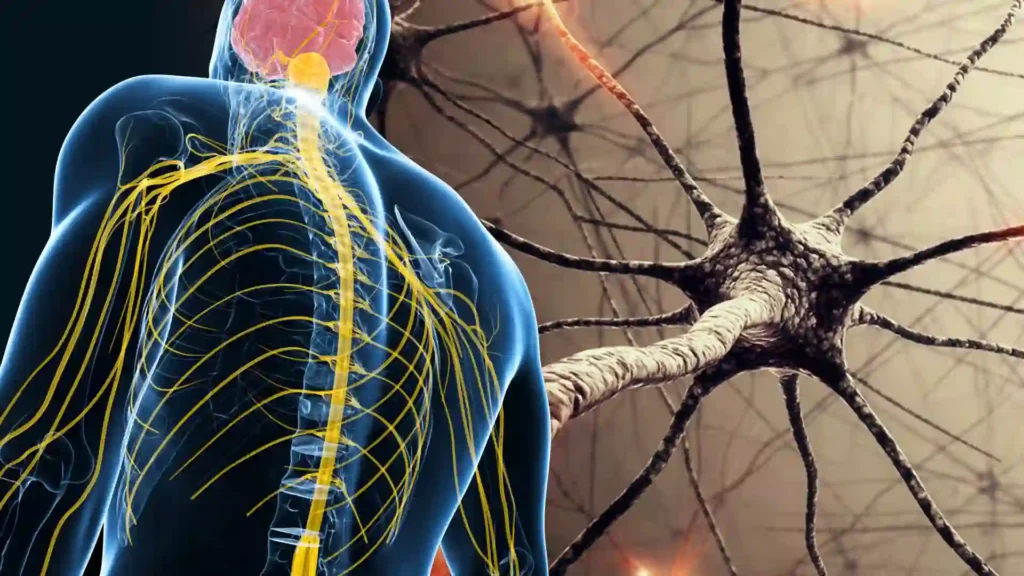 15 Interesting Facts About the Nervous System 5 Your Nerves Communicate Faster Than a Sports Car