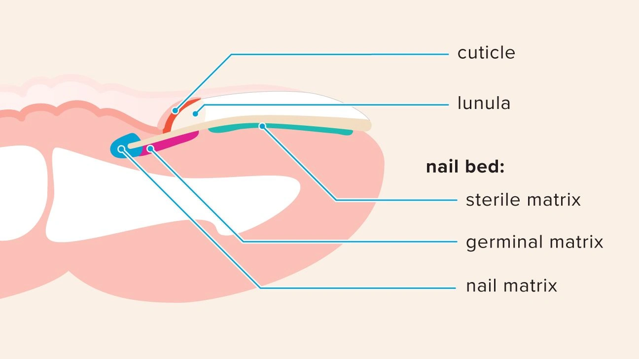Nail Matrix Activation