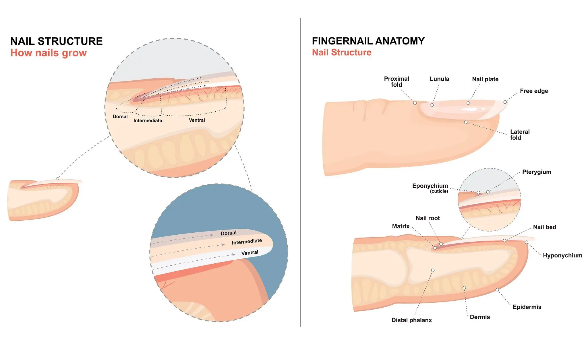 Nail Plate Formation