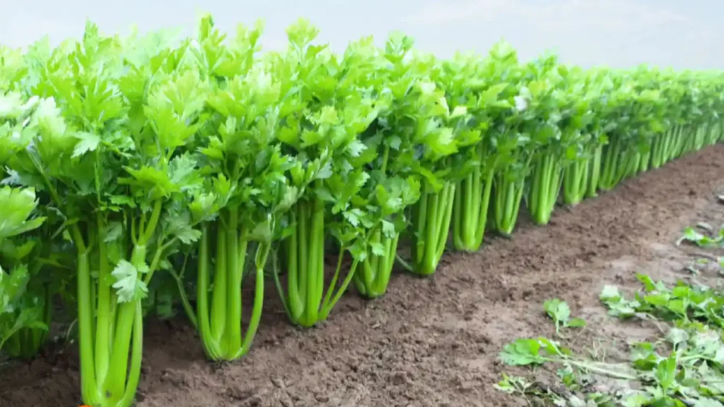 Pravi Celer Is Packed With Essential Vitamins Minerals